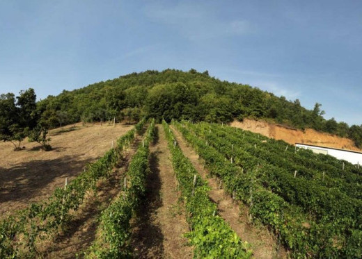 Cantina Sanpaolo, producteur de vins de Campanie